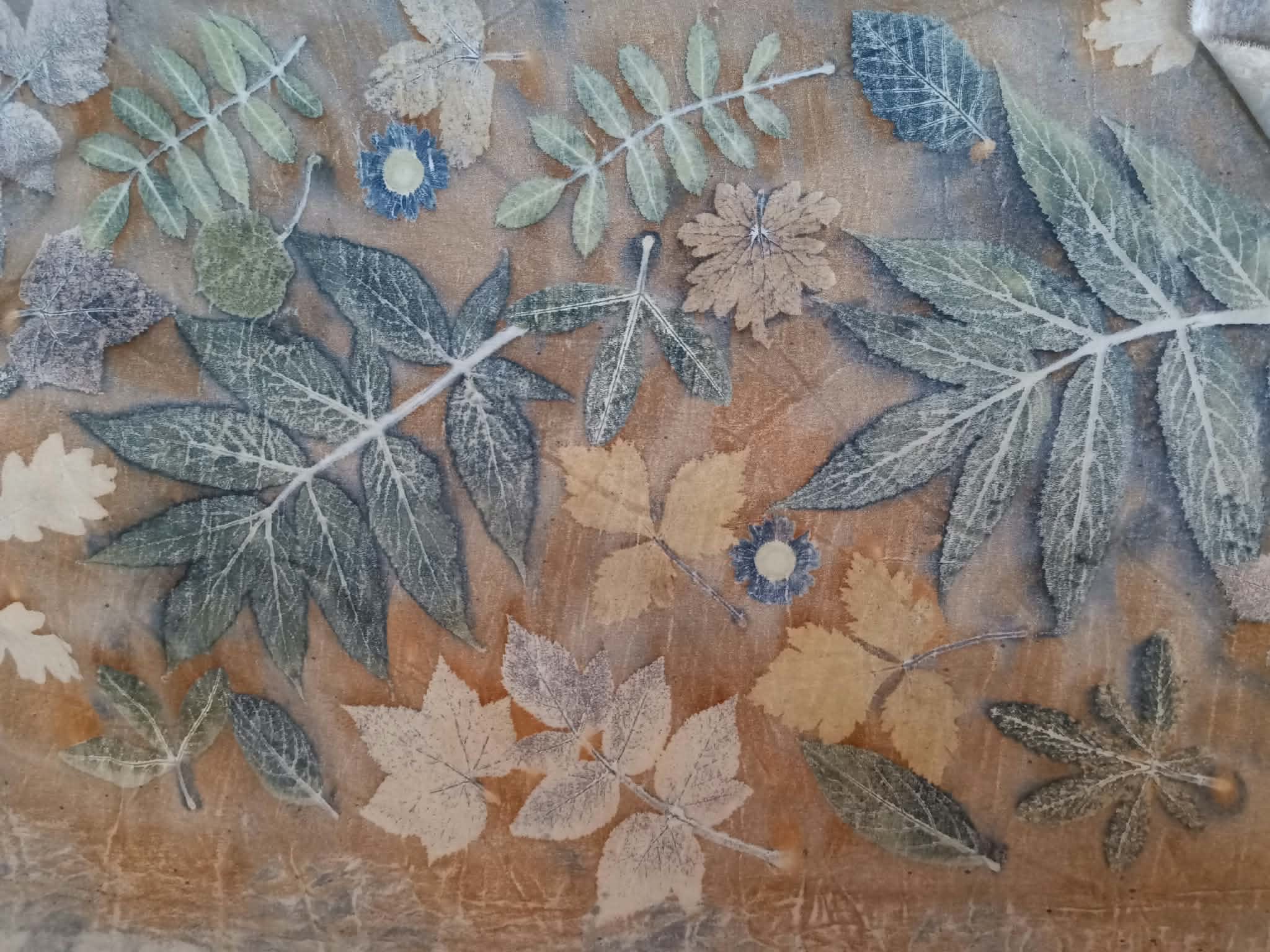 mountain leaves